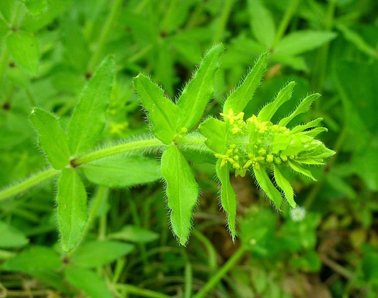 Cruciata laevipes / Crocettona comune